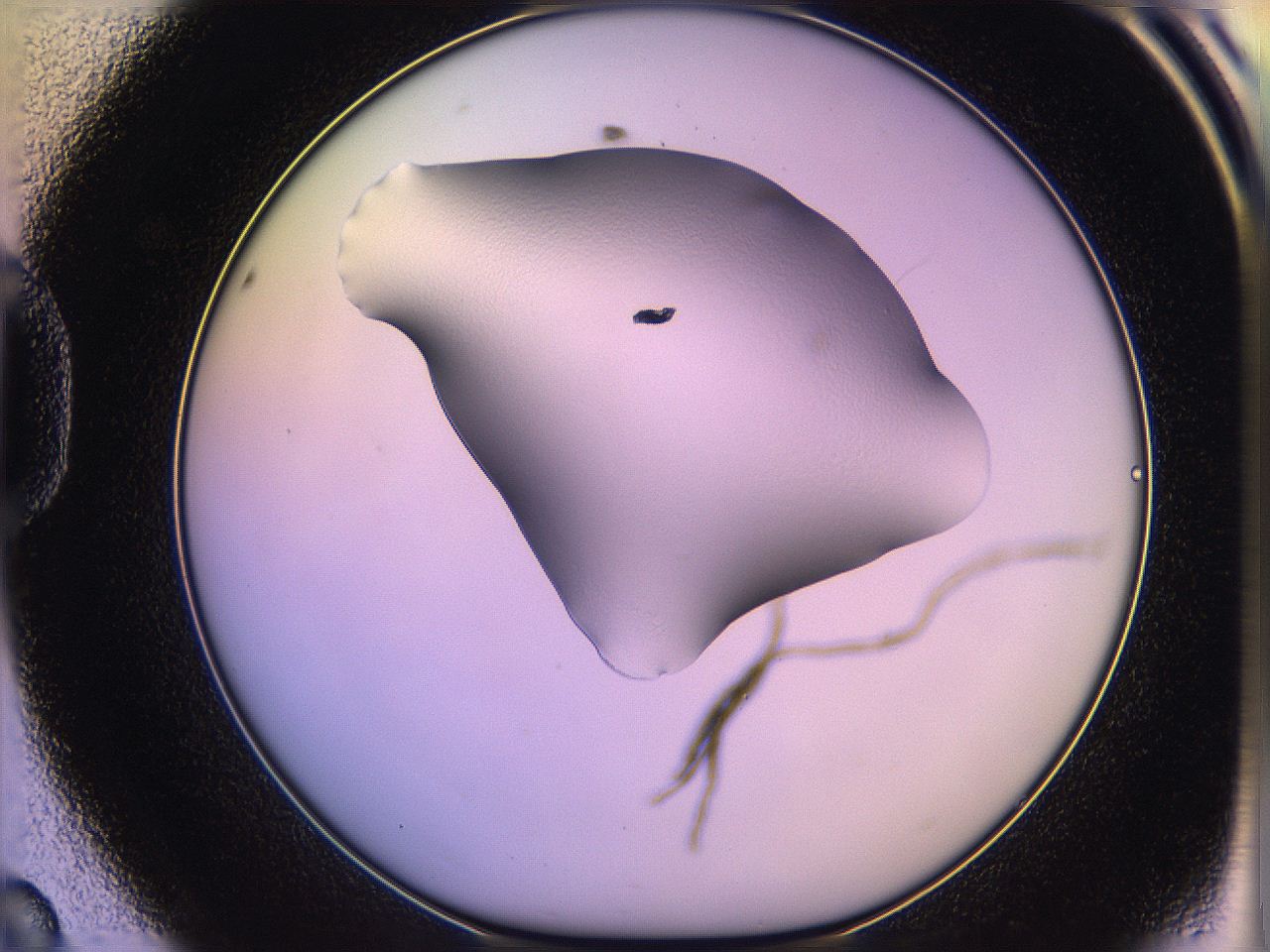 05qn_D8_ImagerDefaults_1.jpg