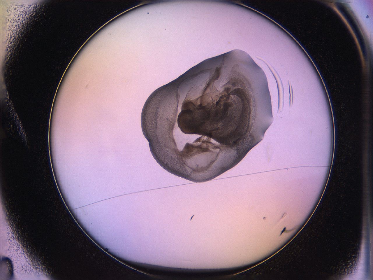 05qo_A4_ImagerDefaults_3.jpg