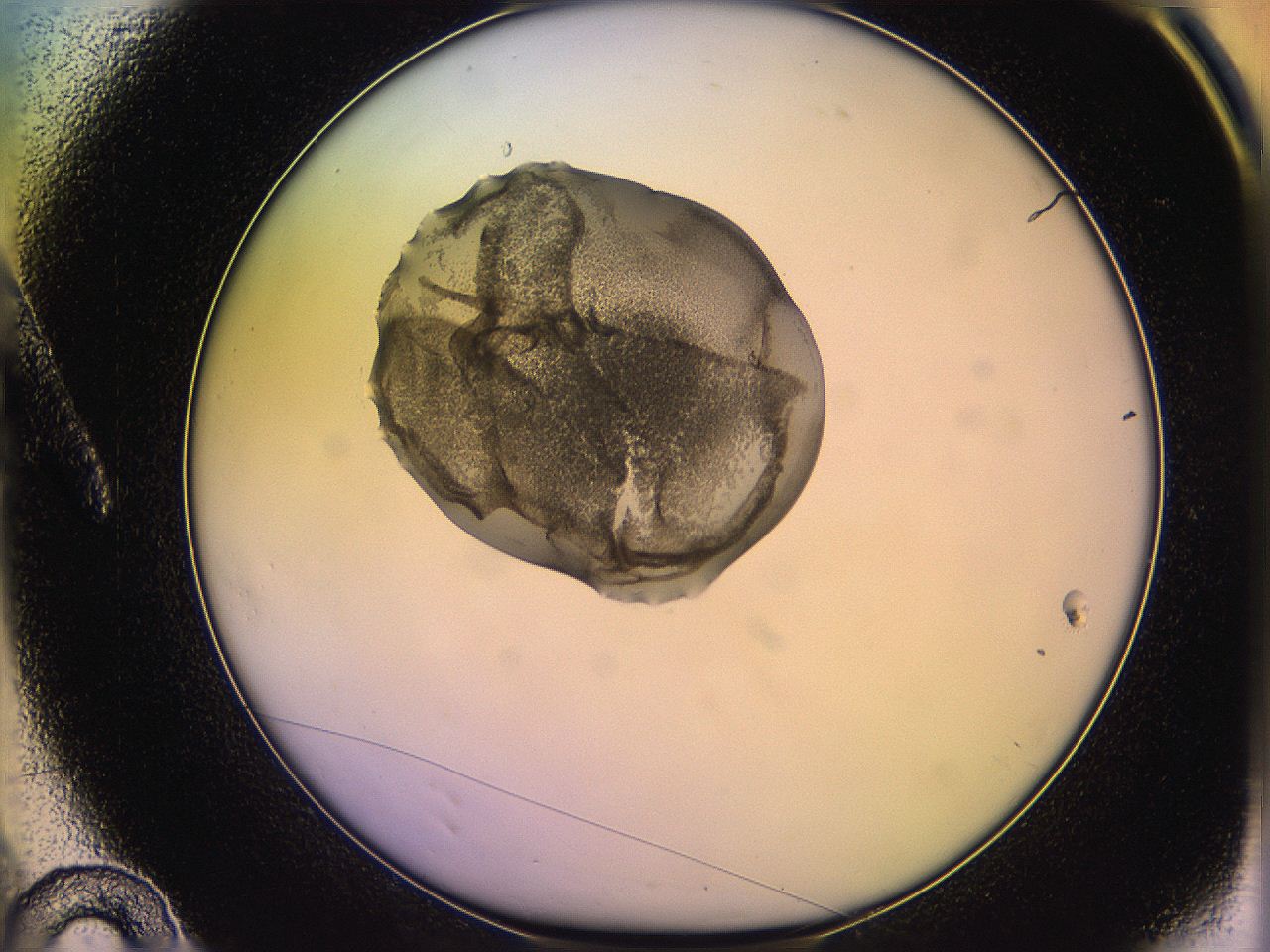 05qo_A10_ImagerDefaults_3.jpg