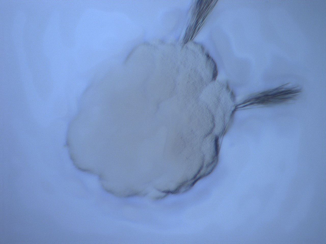 05sq_D12_ImagerDefaults_6.jpg