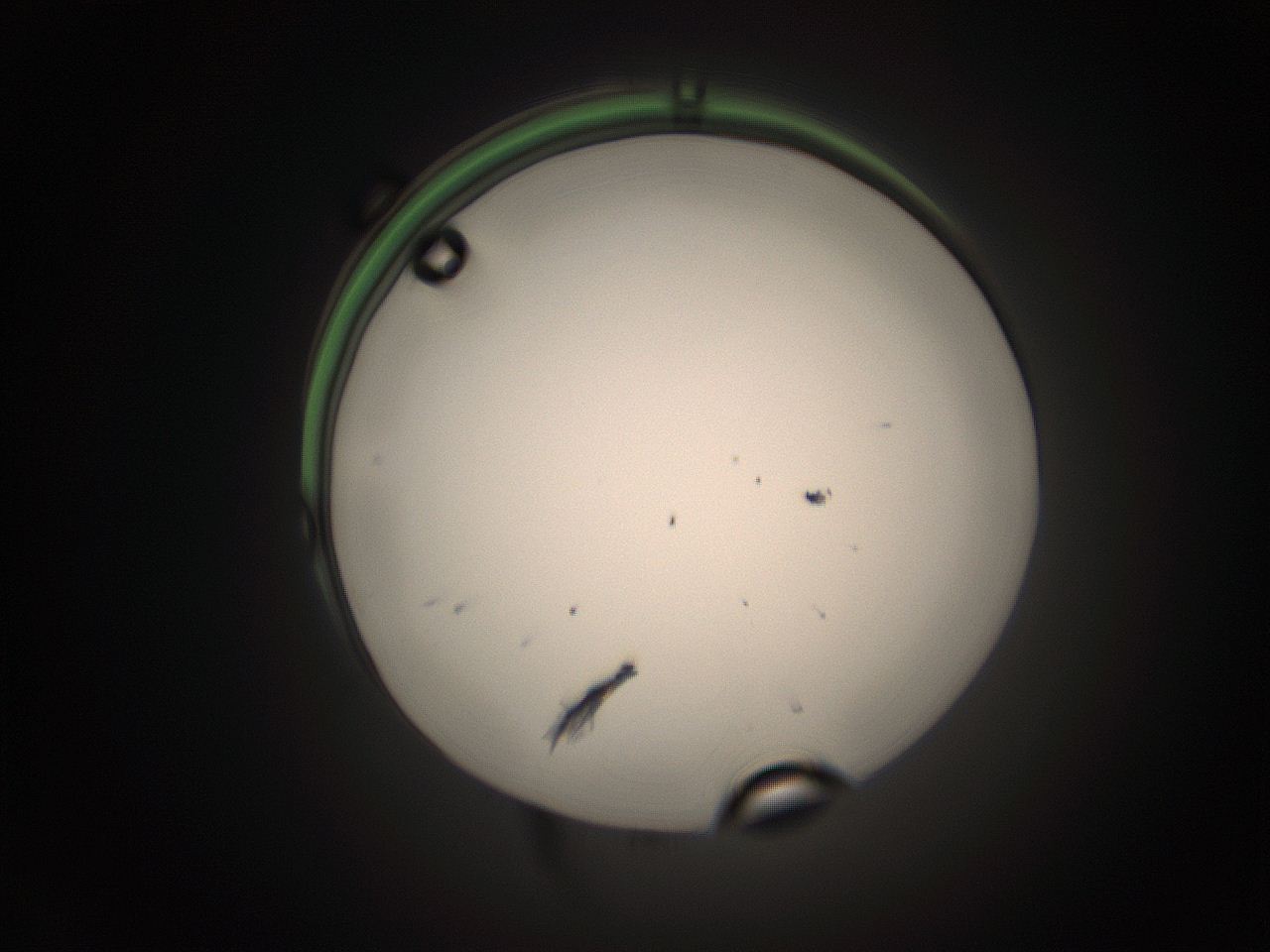05tz_O20_ImagerDefaults_1.jpg