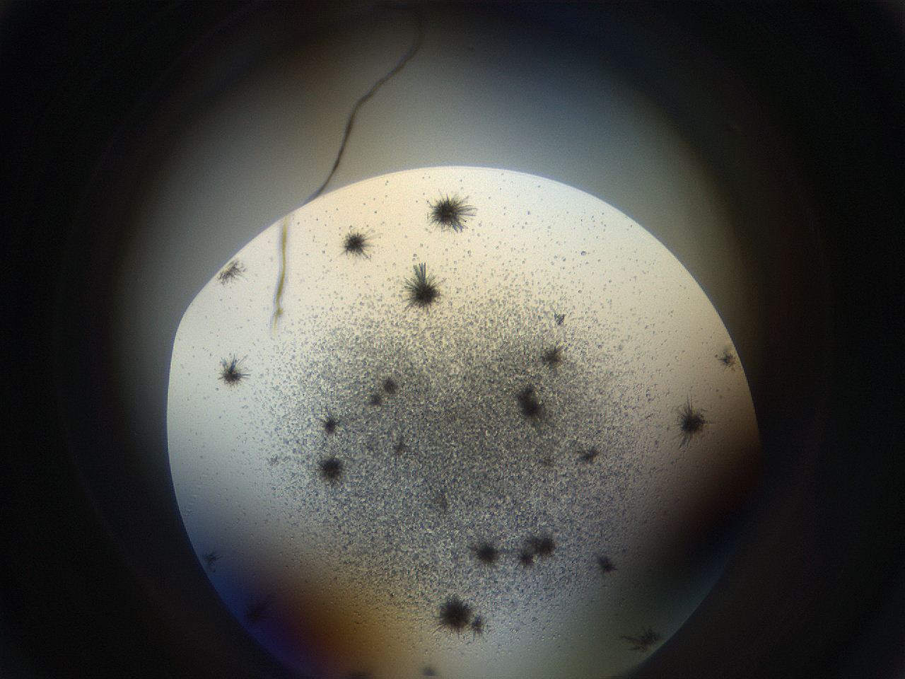 05uv_C5_ImagerDefaults_7.jpg