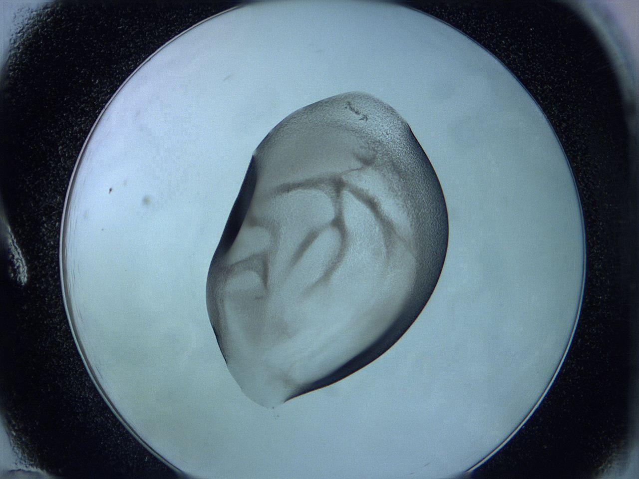05vx_A12_ImagerDefaults_3.jpg