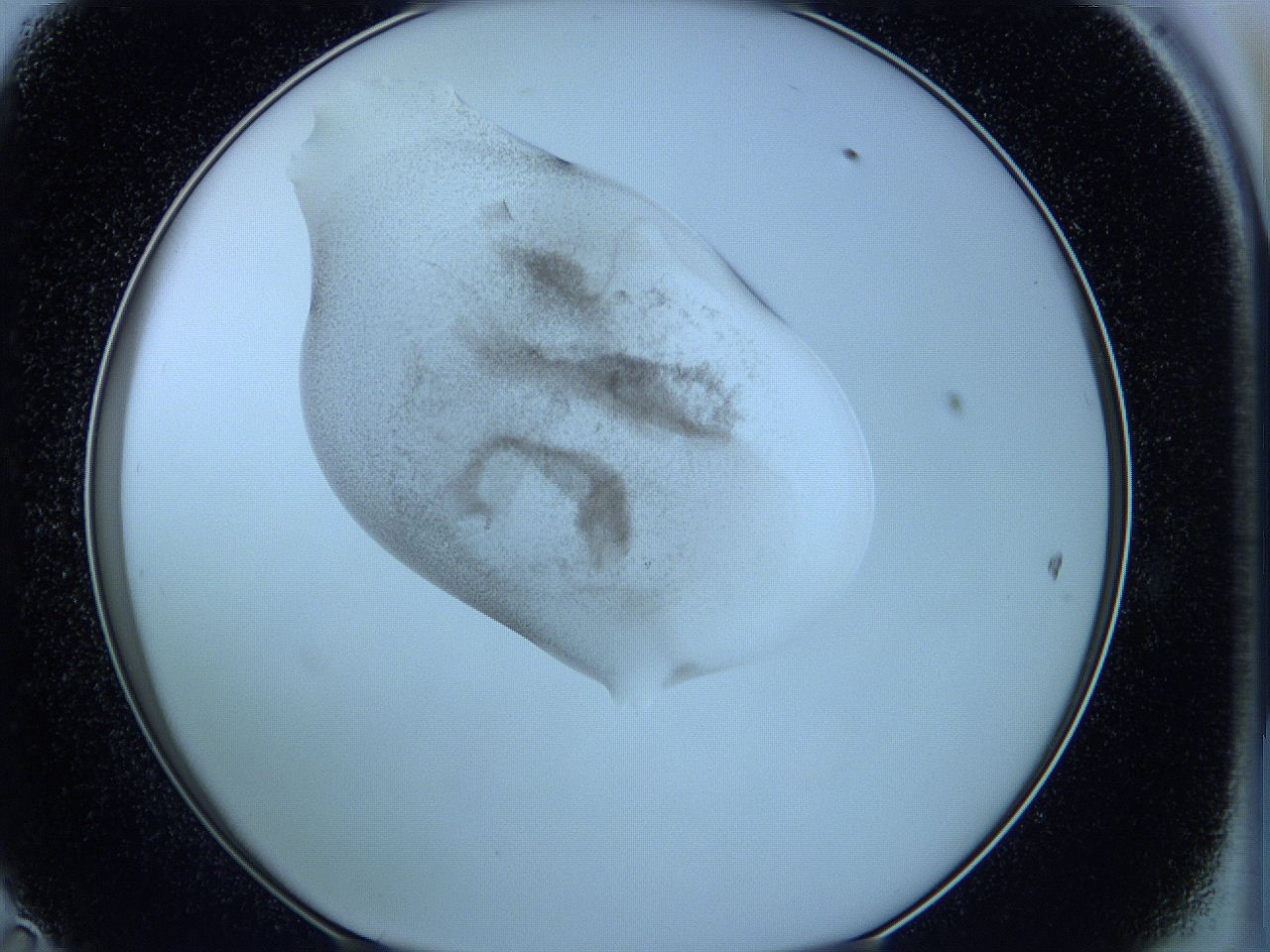 05w4_D11_ImagerDefaults_3.jpg