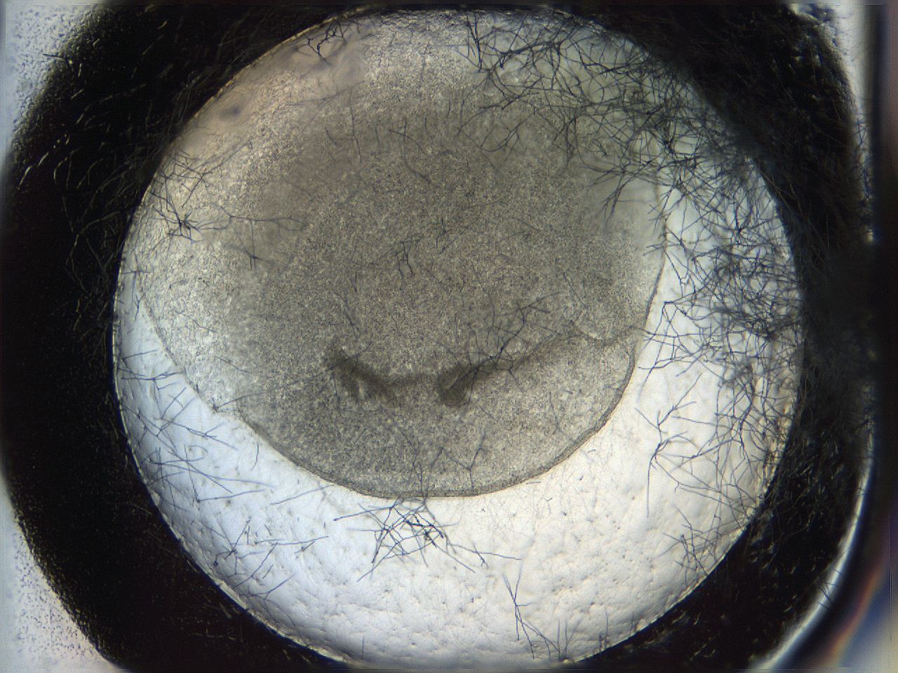 05wo_F1_ImagerDefaults_6.jpg