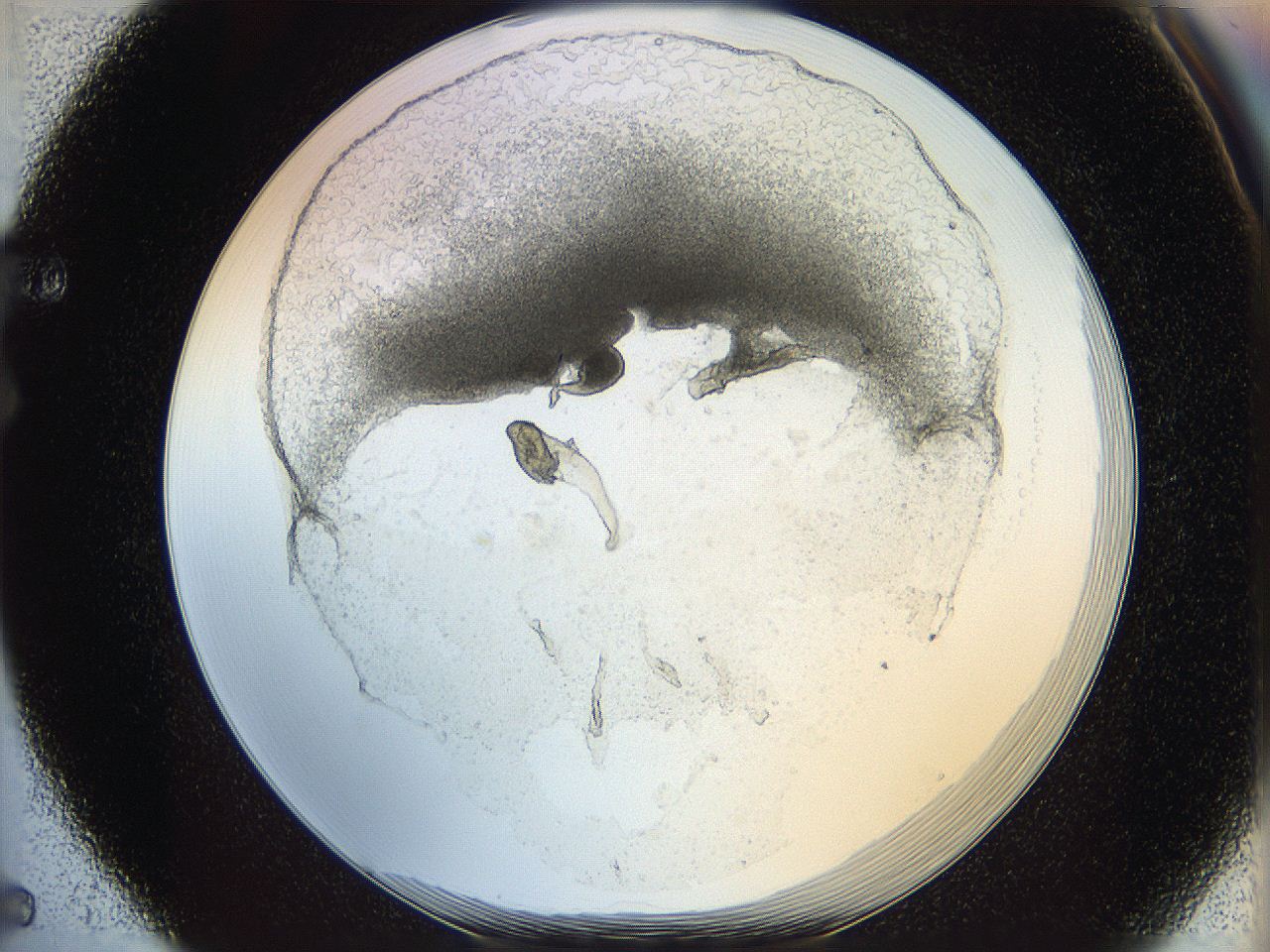 05wo_F5_ImagerDefaults_5.jpg