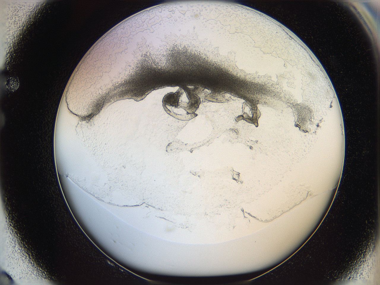 05wo_F8_ImagerDefaults_5.jpg