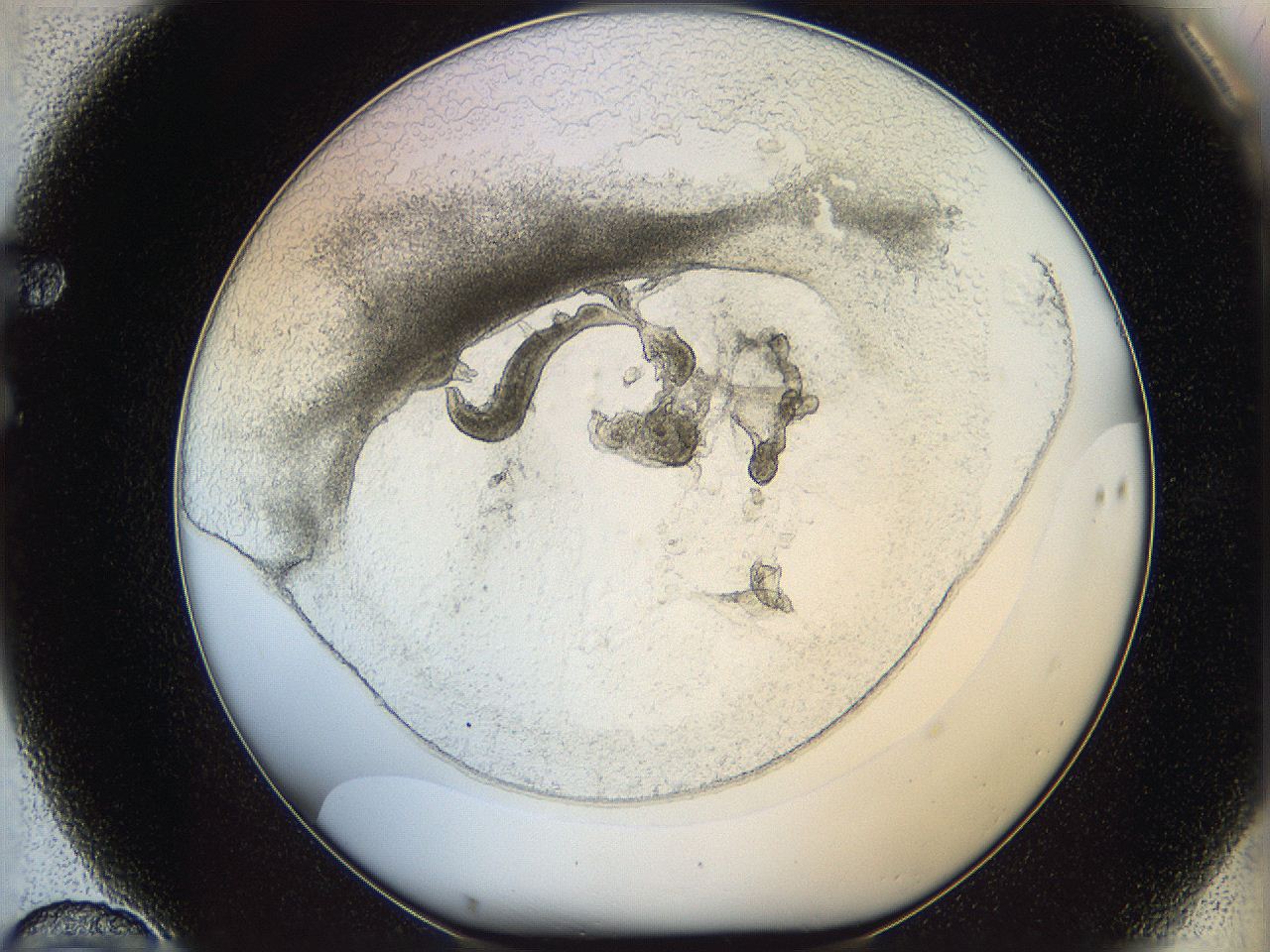 05wo_F10_ImagerDefaults_5.jpg
