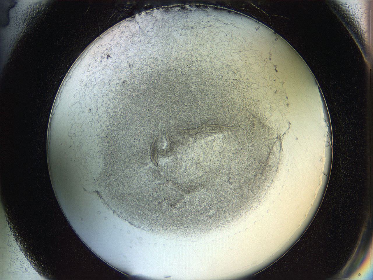 05wo_G4_ImagerDefaults_6.jpg