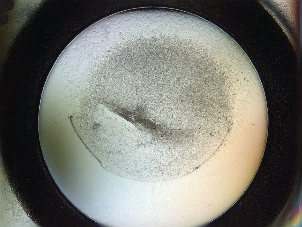 05wo_H4_ImagerDefaults_5.jpg