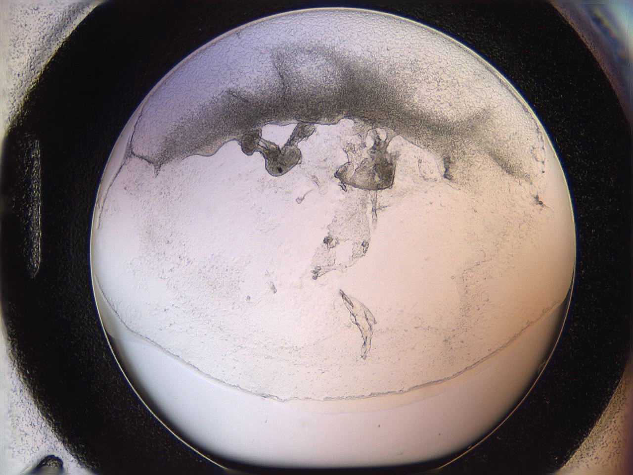 05wo_H11_ImagerDefaults_5.jpg
