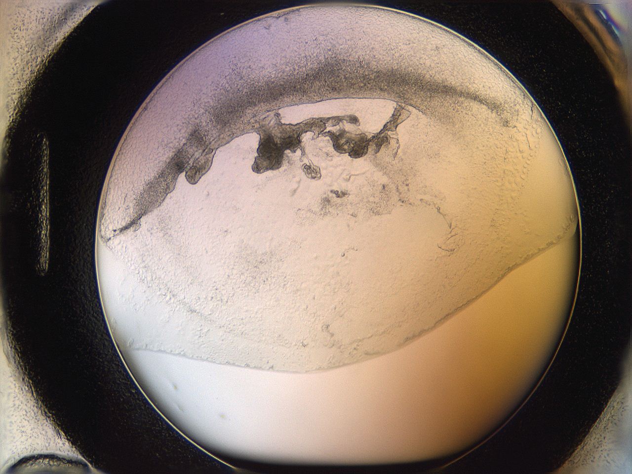 05wo_H12_ImagerDefaults_5.jpg