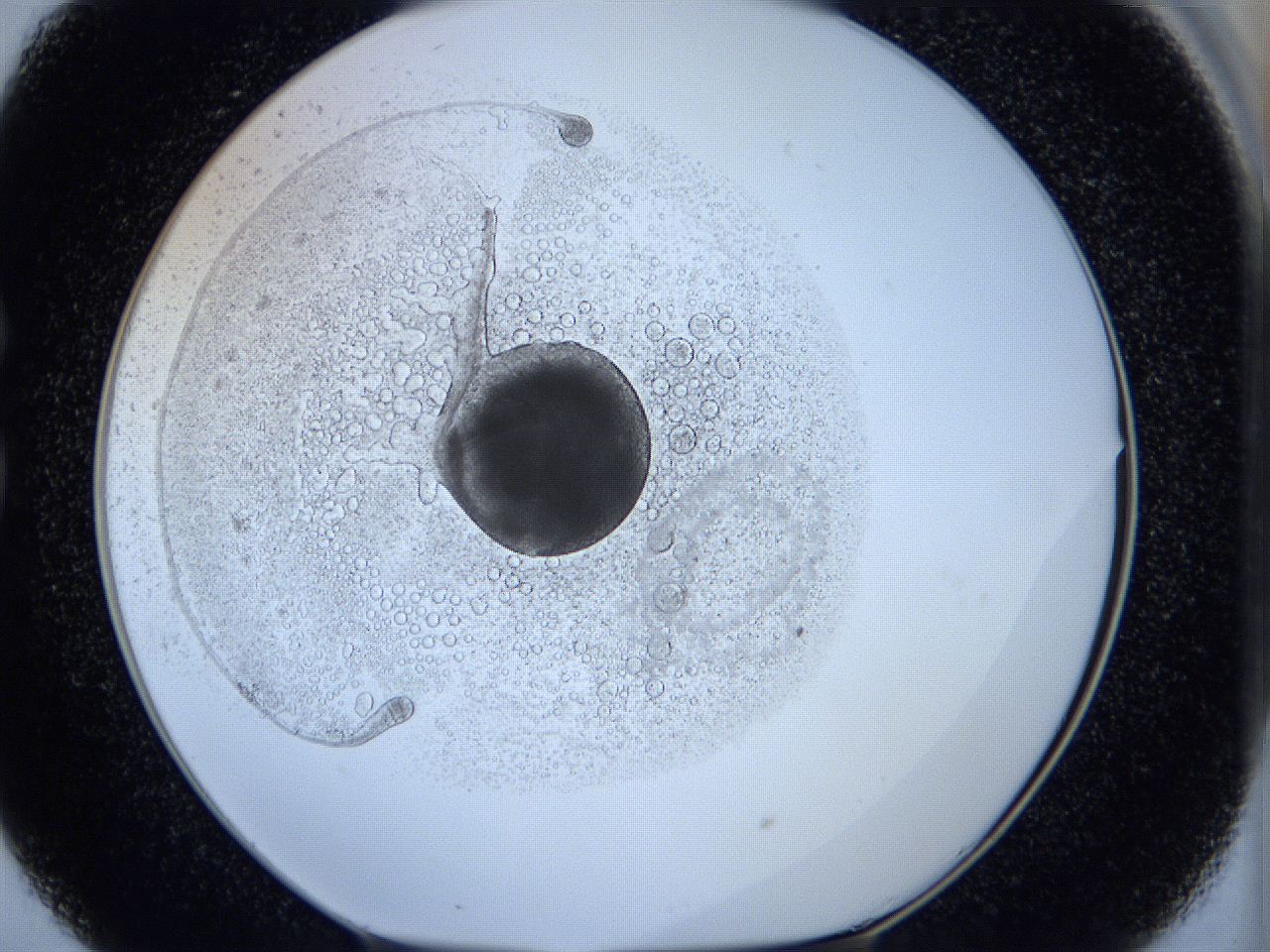 05ws_C5_ImagerDefaults_5.jpg