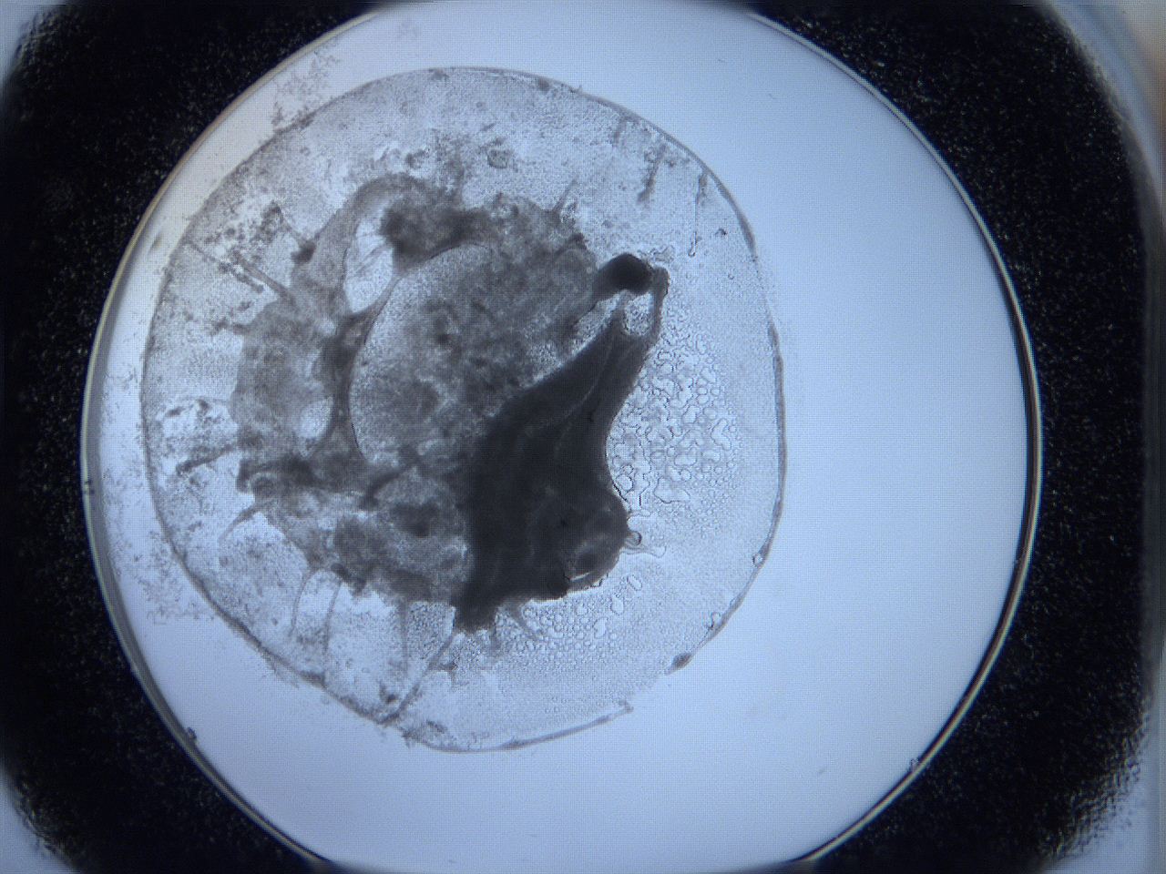 05wx_D8_ImagerDefaults_5.jpg