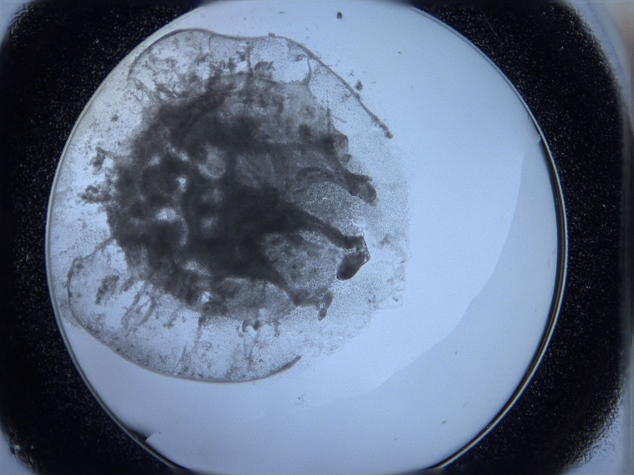 05wx_D9_ImagerDefaults_5.jpg