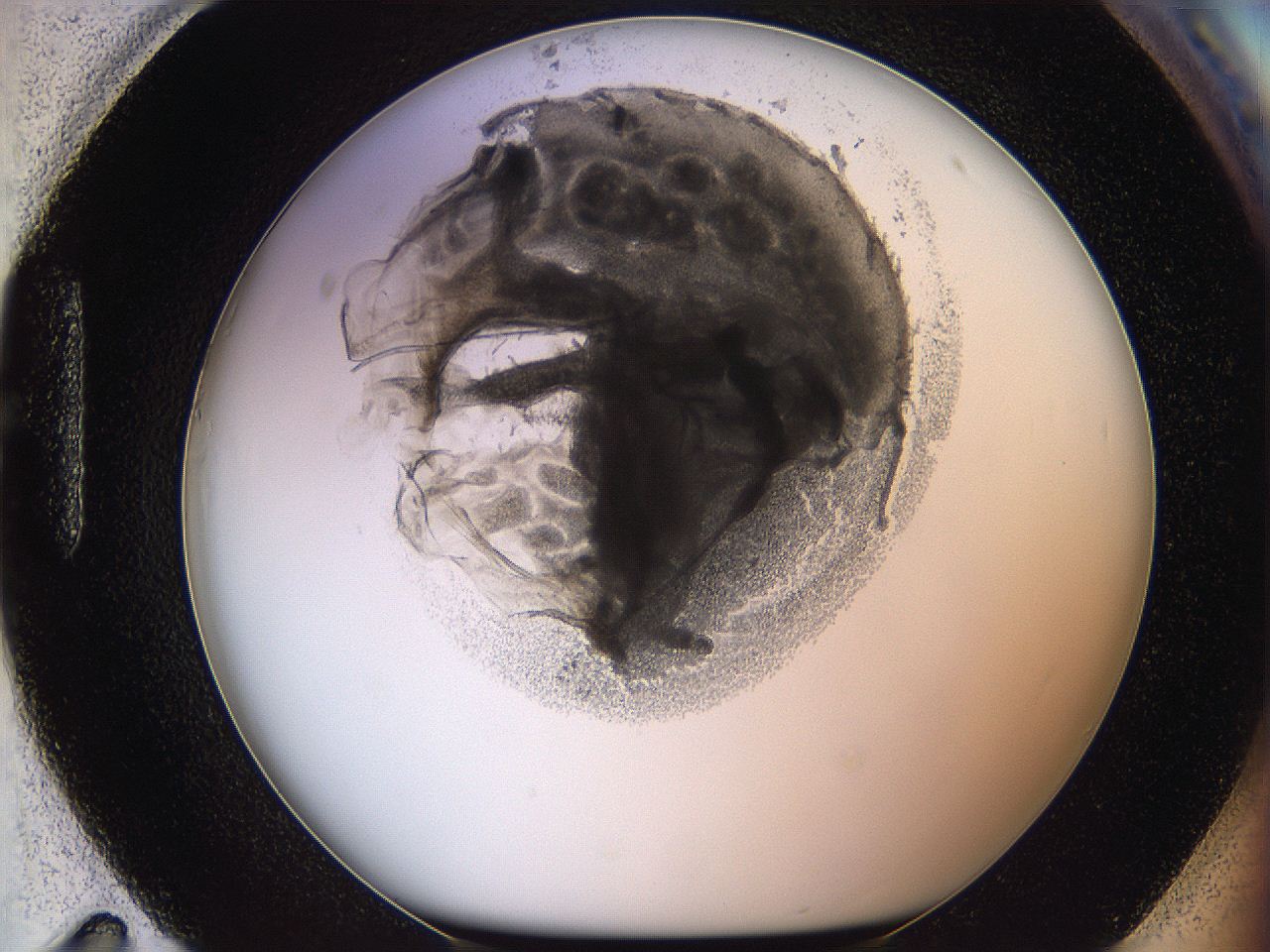 05wy_H11_ImagerDefaults_5.jpg