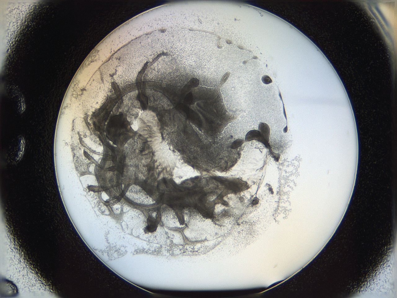 05x0_C6_ImagerDefaults_5.jpg