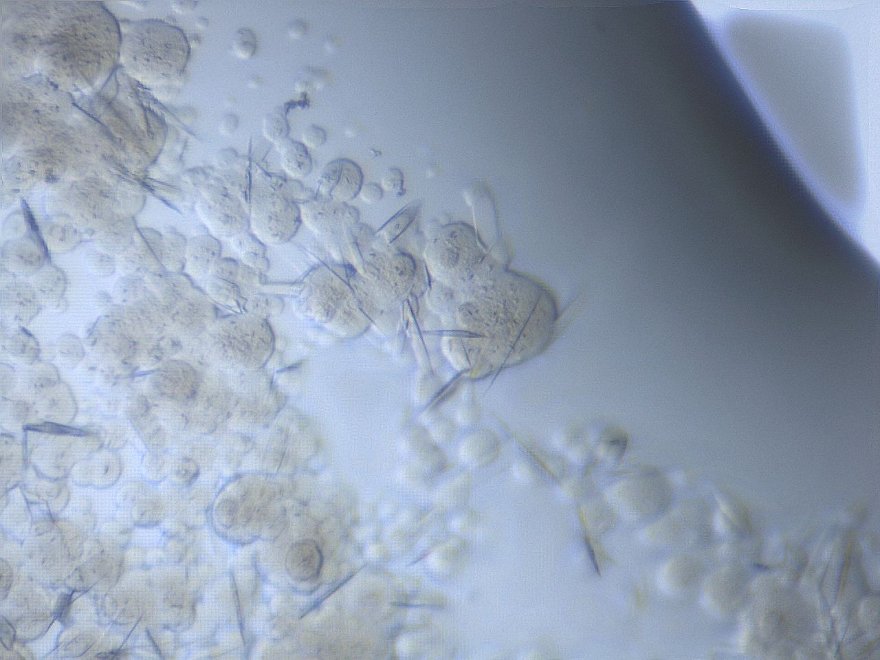 05xf_C11_ImagerDefaults_6.jpg