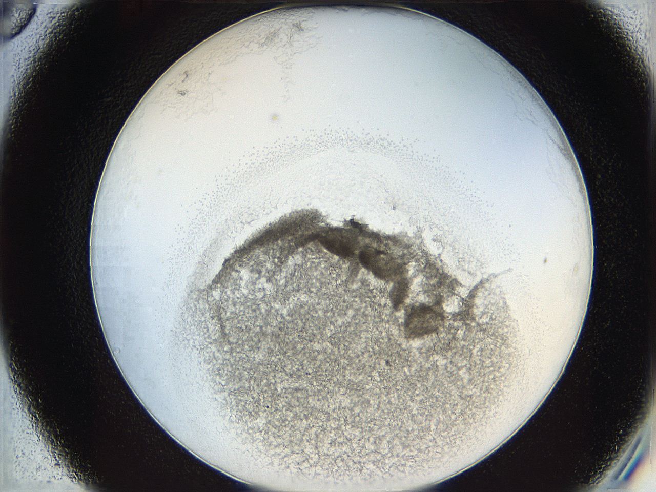 05y2_C6_ImagerDefaults_5.jpg
