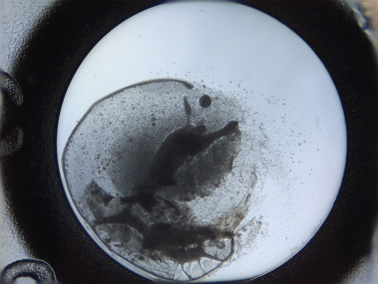 05y8_C12_ImagerDefaults_6.jpg