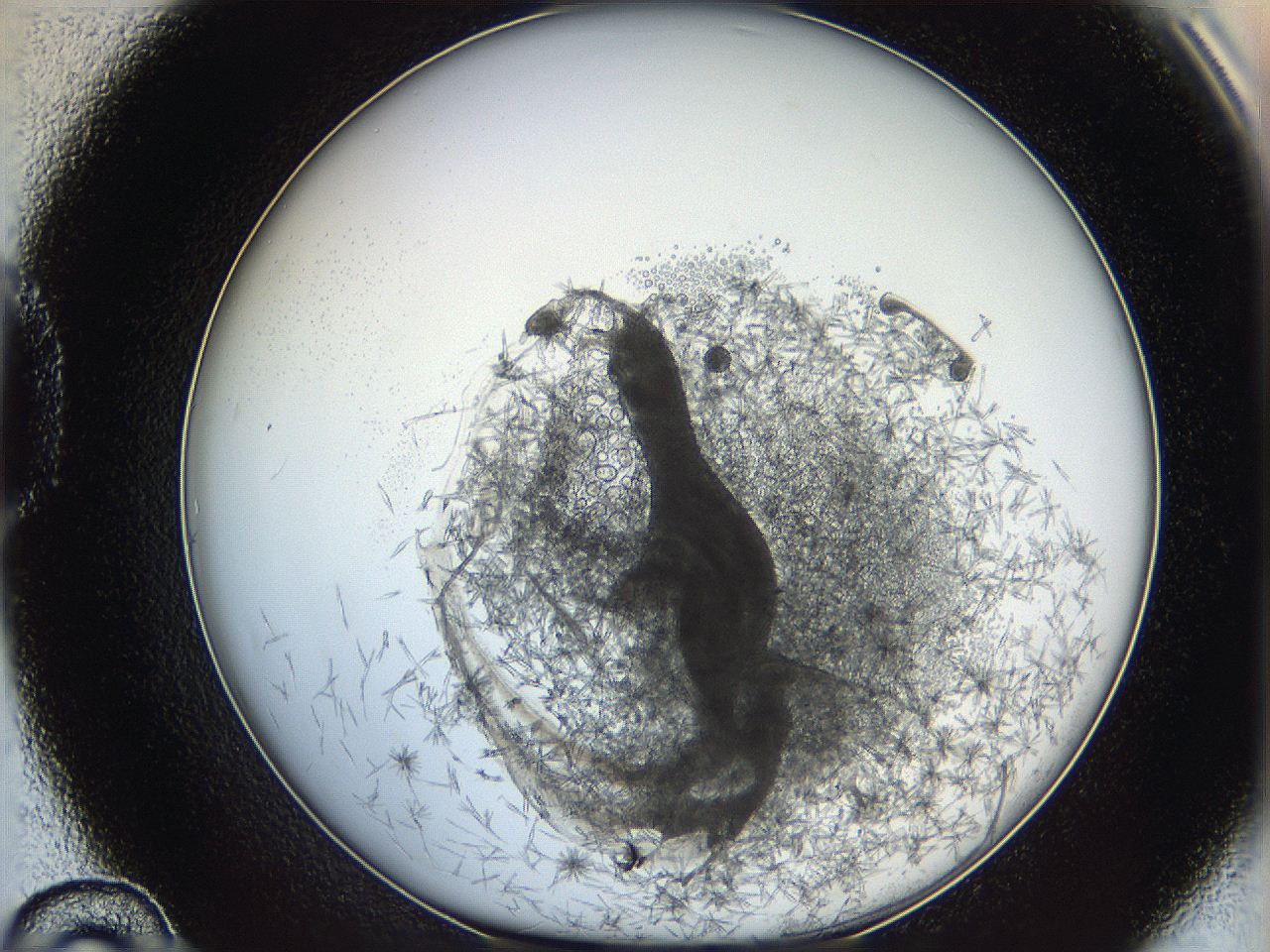 05y8_D10_ImagerDefaults_6.jpg