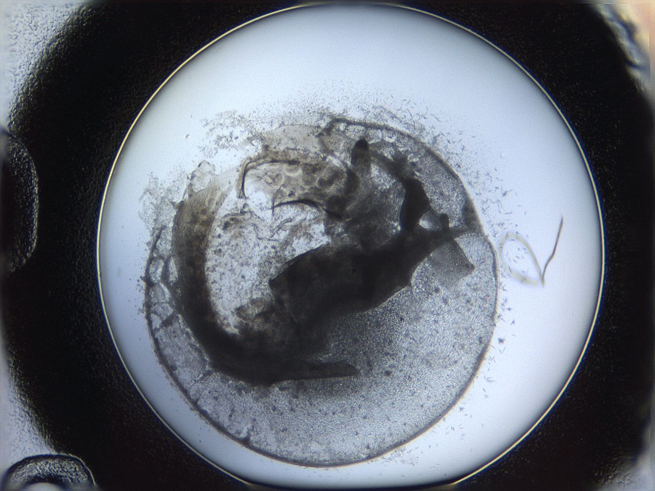 05y8_D12_ImagerDefaults_6.jpg