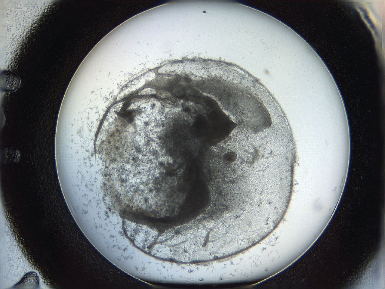 05y8_E11_ImagerDefaults_6.jpg