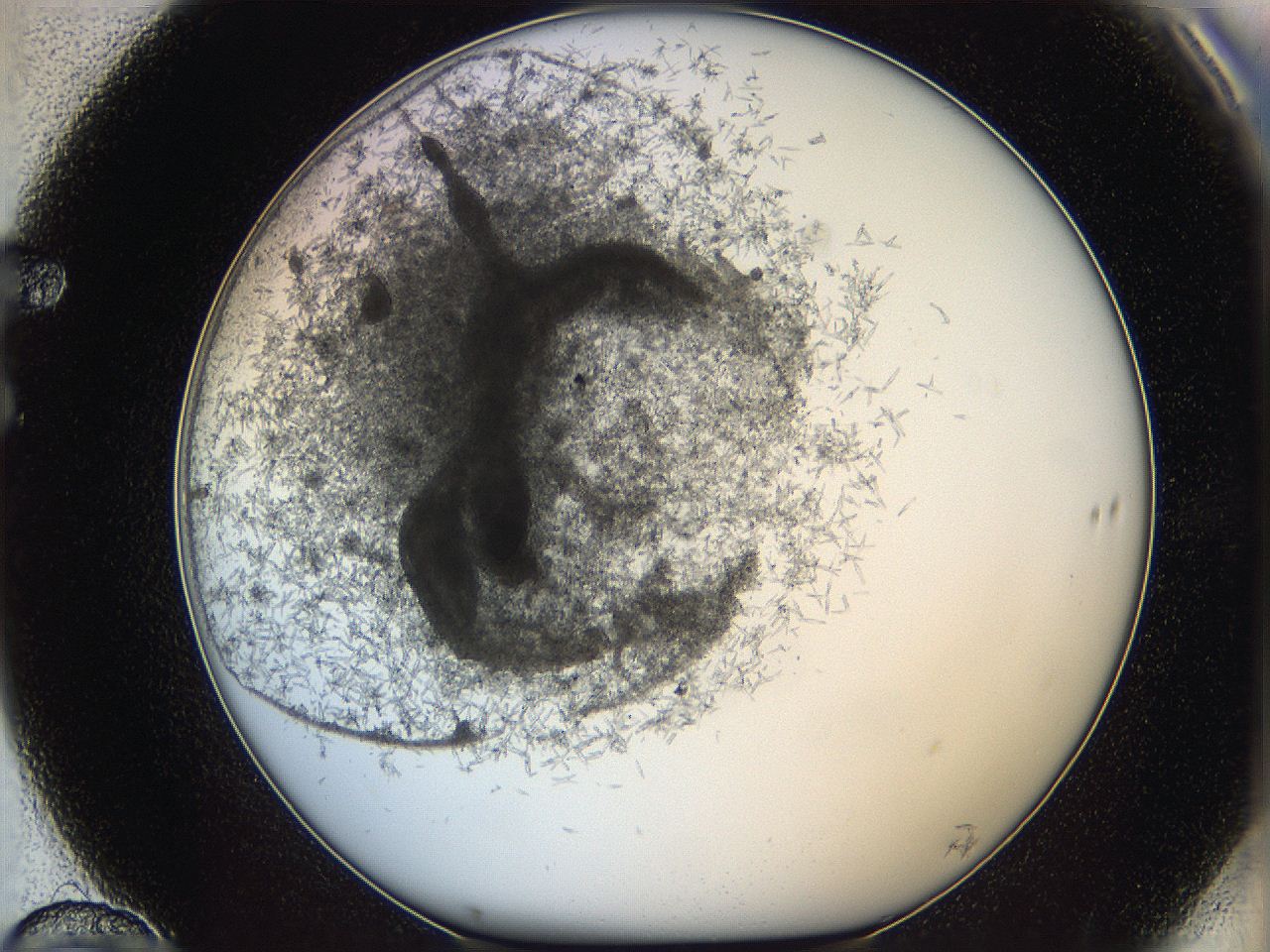 05y8_F10_ImagerDefaults_6.jpg