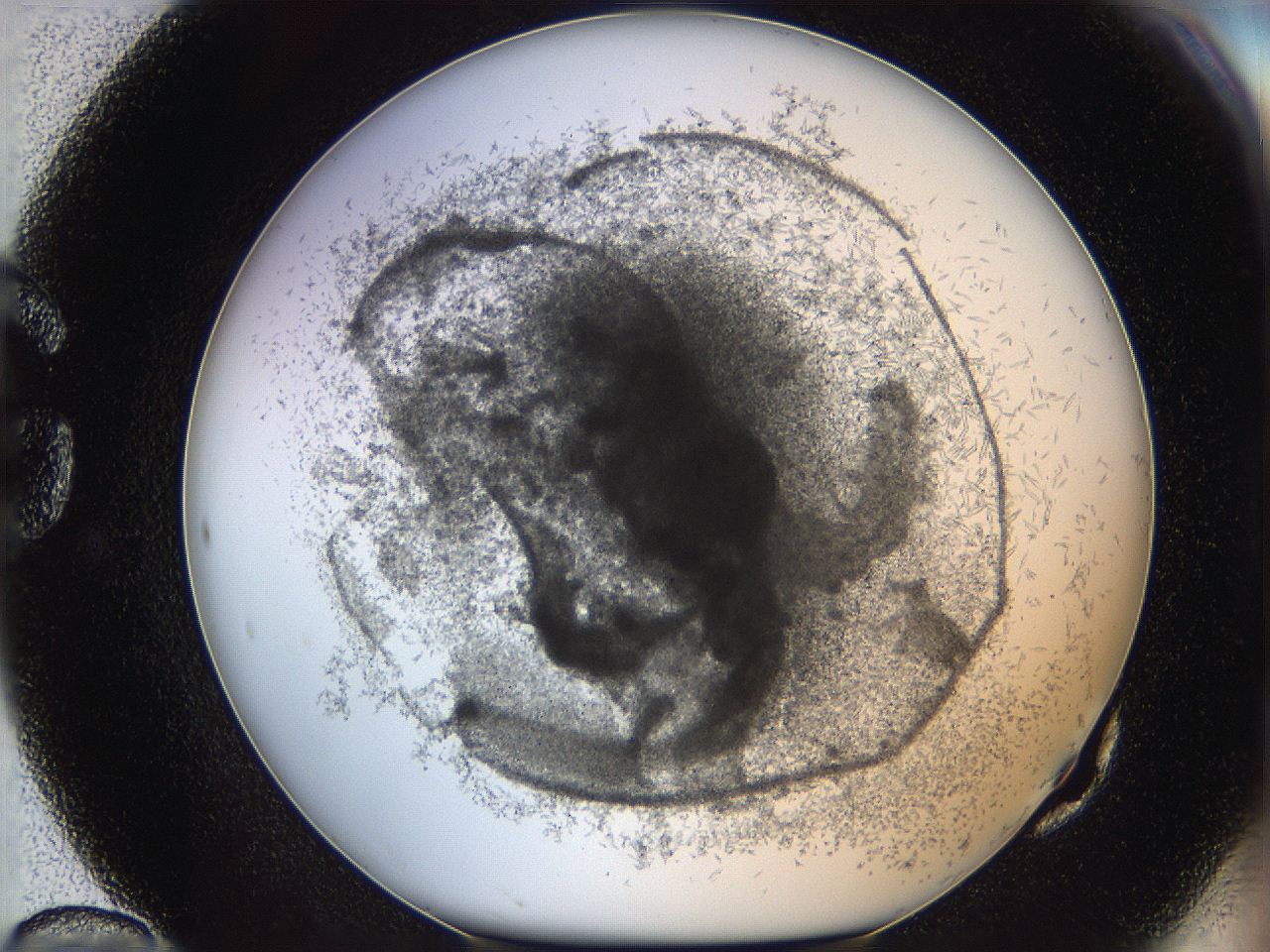 05y8_G10_ImagerDefaults_6.jpg