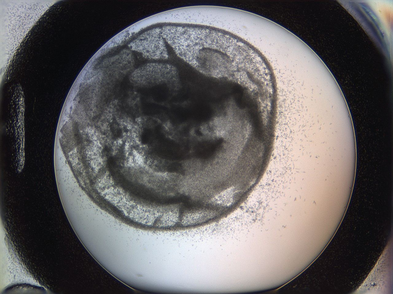05y8_H10_ImagerDefaults_6.jpg