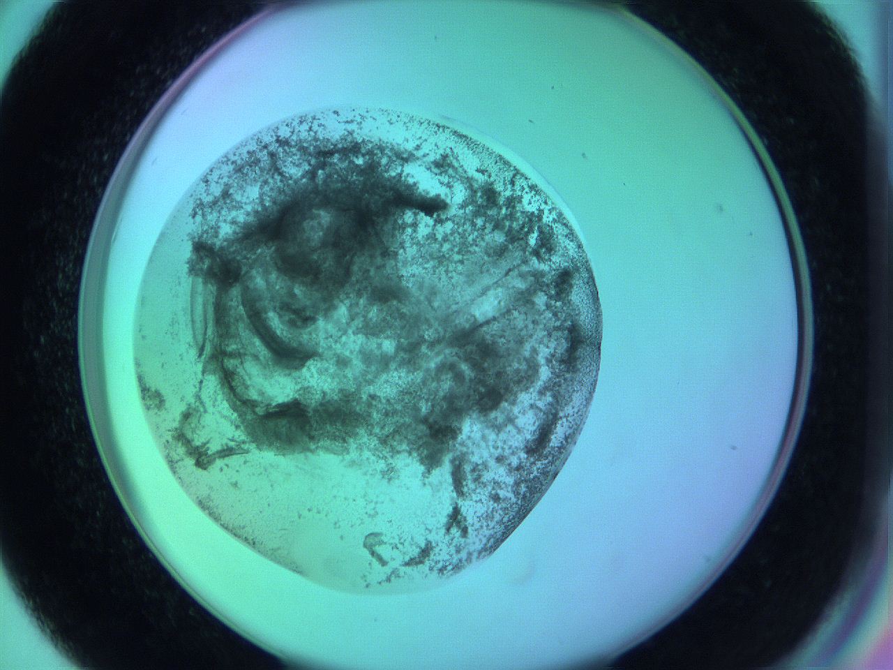 05zc_D6_ImagerDefaults_3.jpg