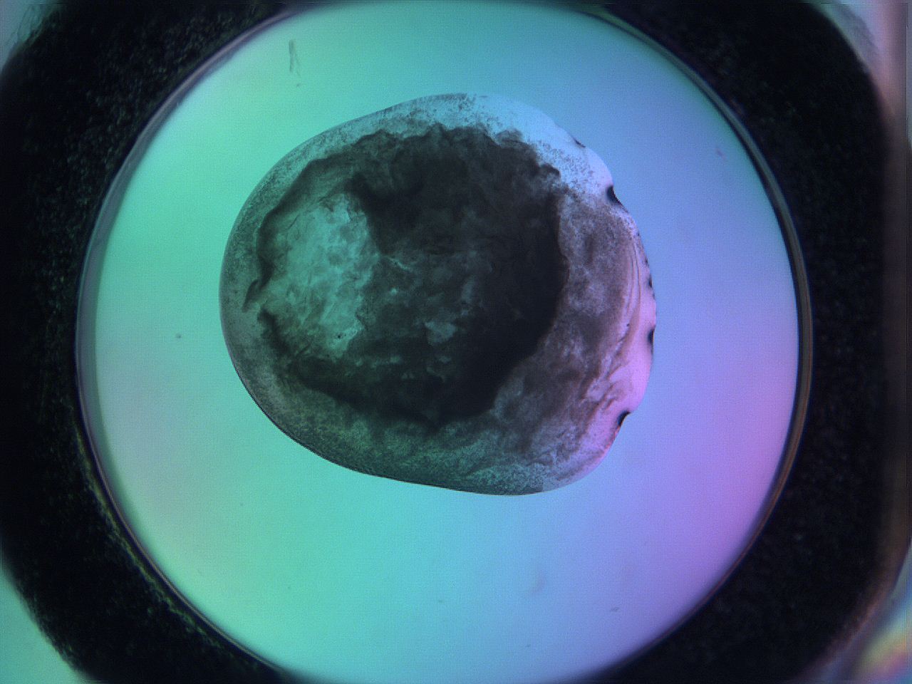 05zc_H4_ImagerDefaults_3.jpg
