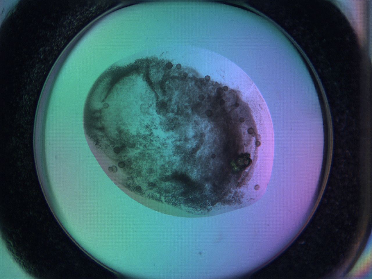 05zc_H5_ImagerDefaults_3.jpg