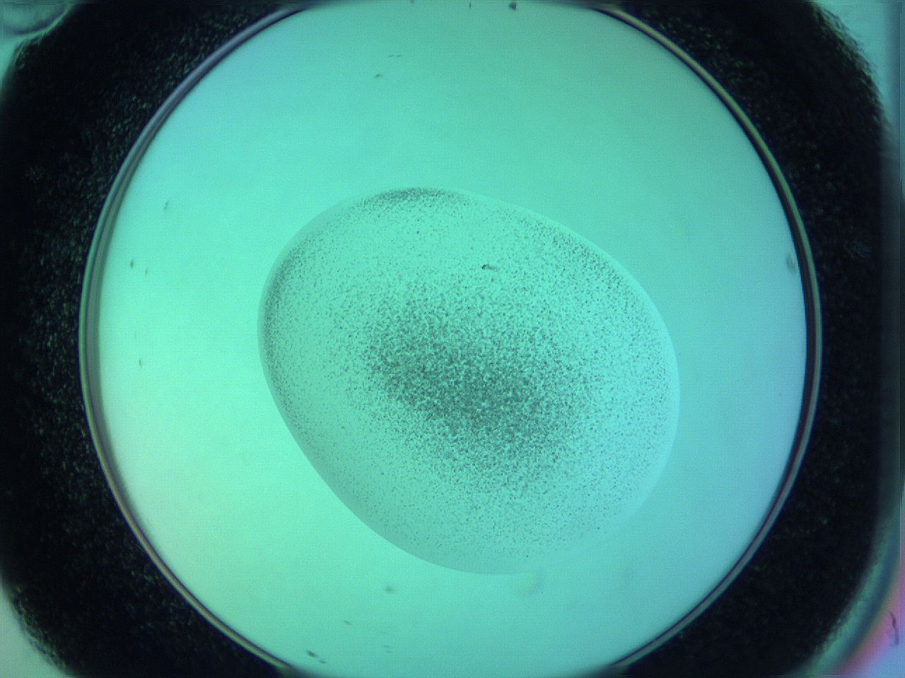 05zd_D10_ImagerDefaults_3.jpg