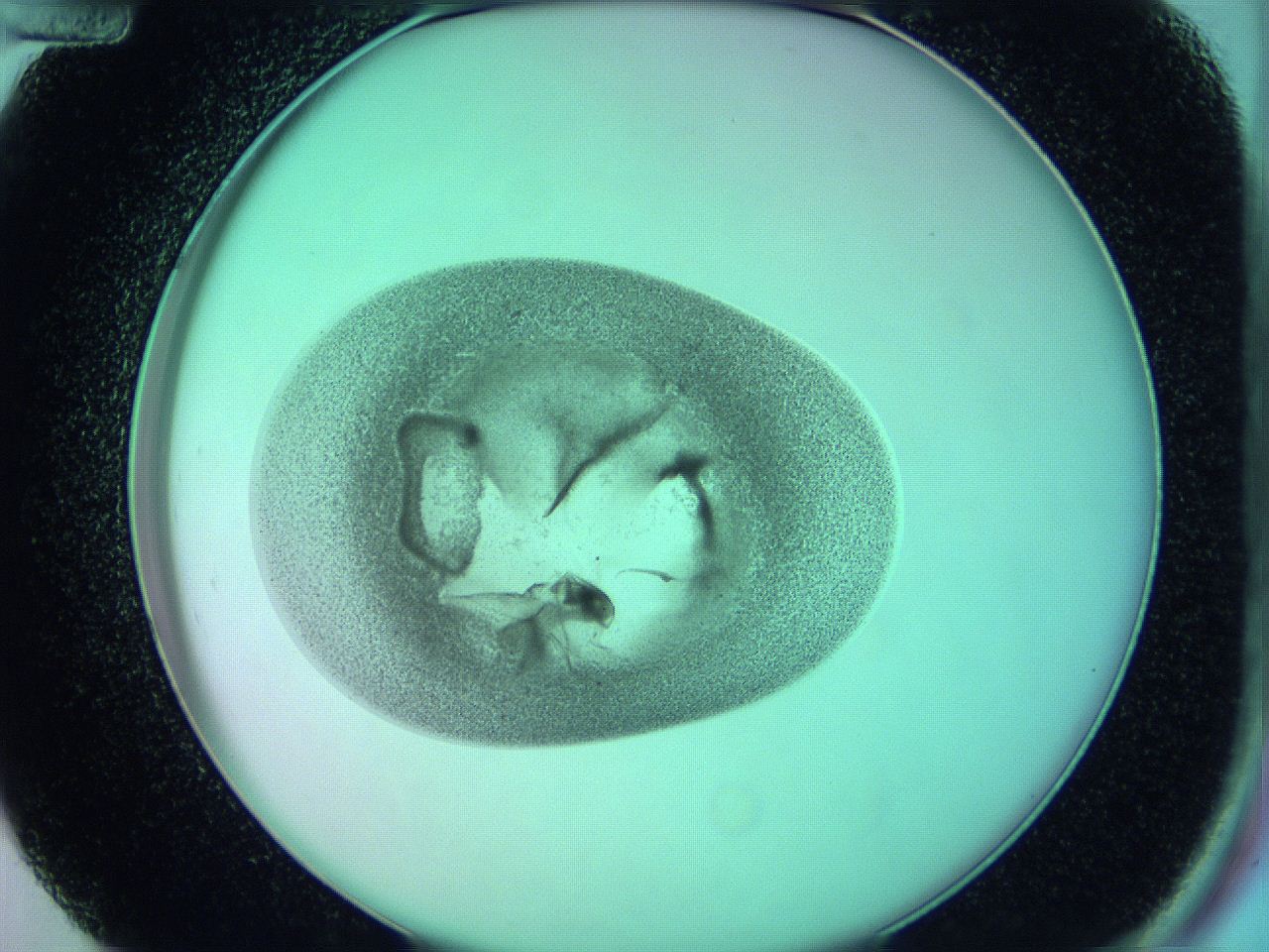 05zd_D12_ImagerDefaults_3.jpg