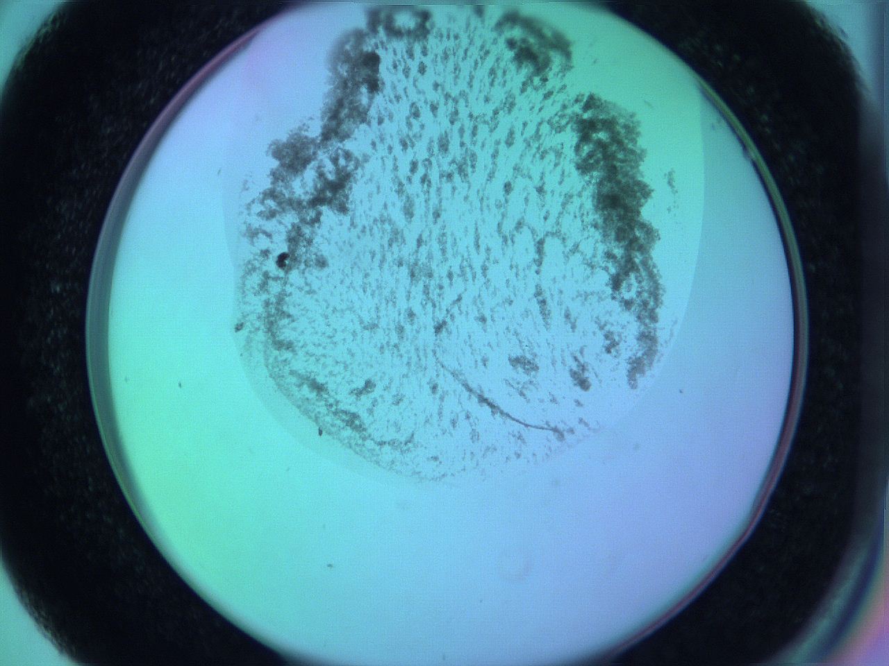 05zd_D5_ImagerDefaults_3.jpg