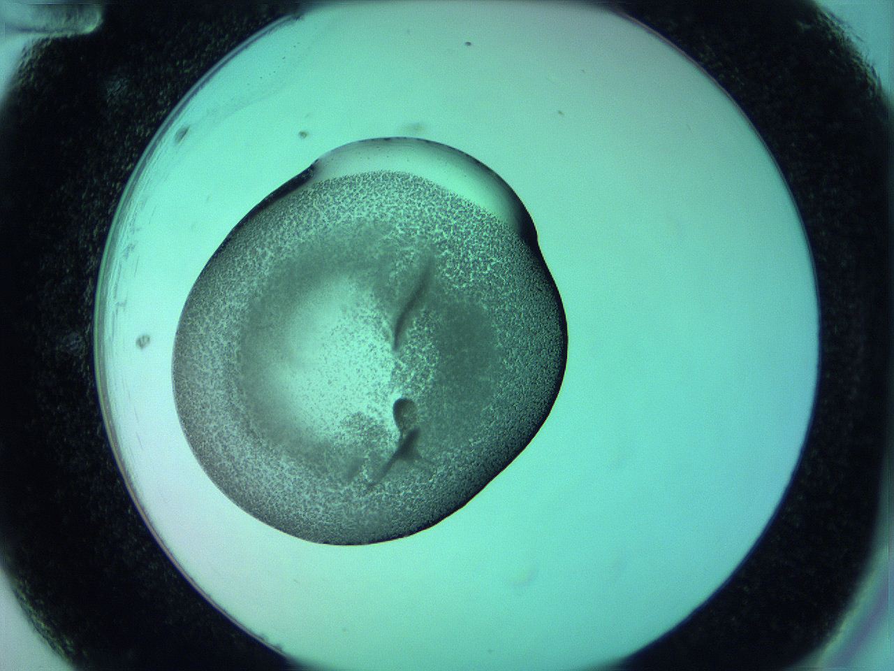 05zd_A12_ImagerDefaults_3.jpg
