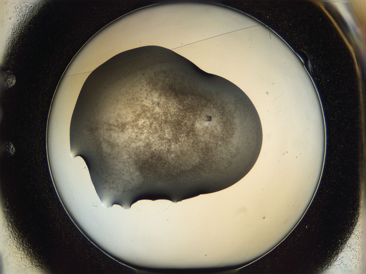060c_E1_ImagerDefaults_8.jpg