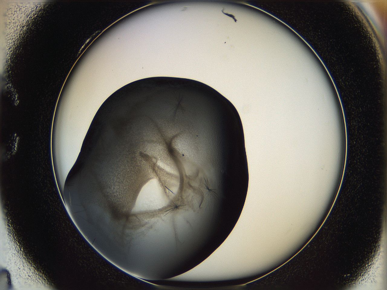 060y_C4_ImagerDefaults_6.jpg