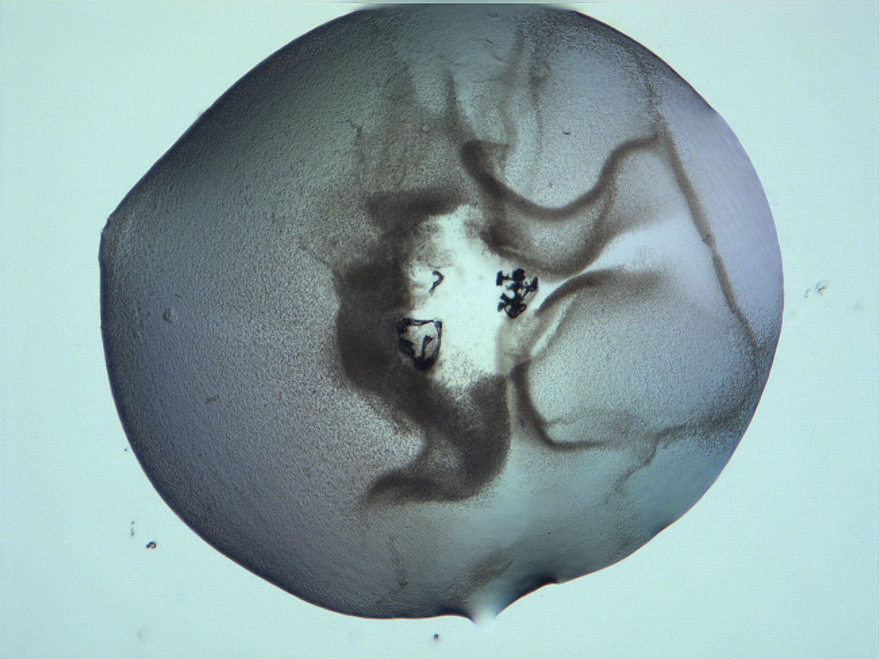061h_F1_ImagerDefaults_3.jpg