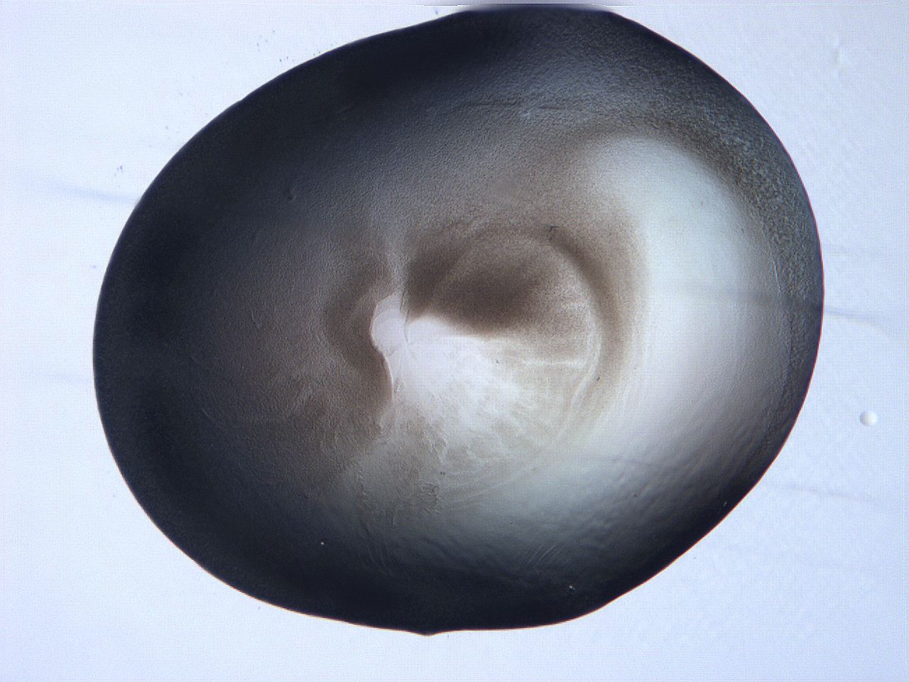 061i_C4_ImagerDefaults_3.jpg