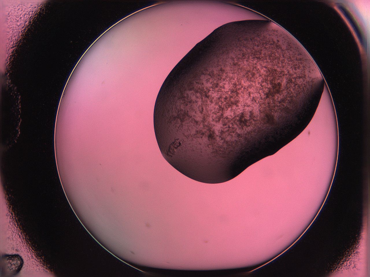 061o_D7_ImagerDefaults_3.jpg