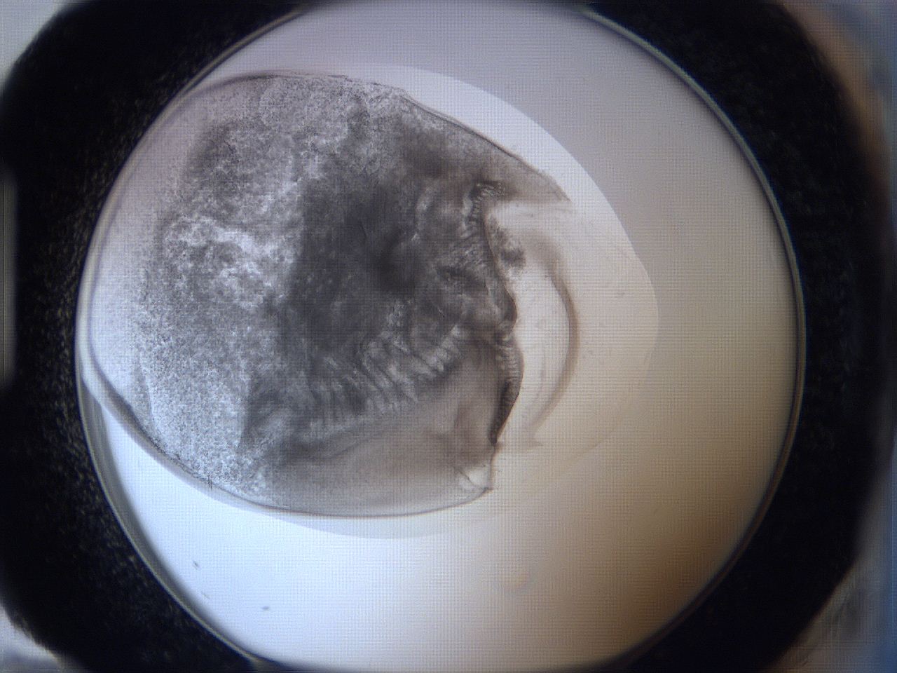 0621_H12_ImagerDefaults_4.jpg