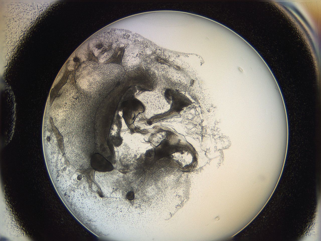 0624_D4_ImagerDefaults_3.jpg