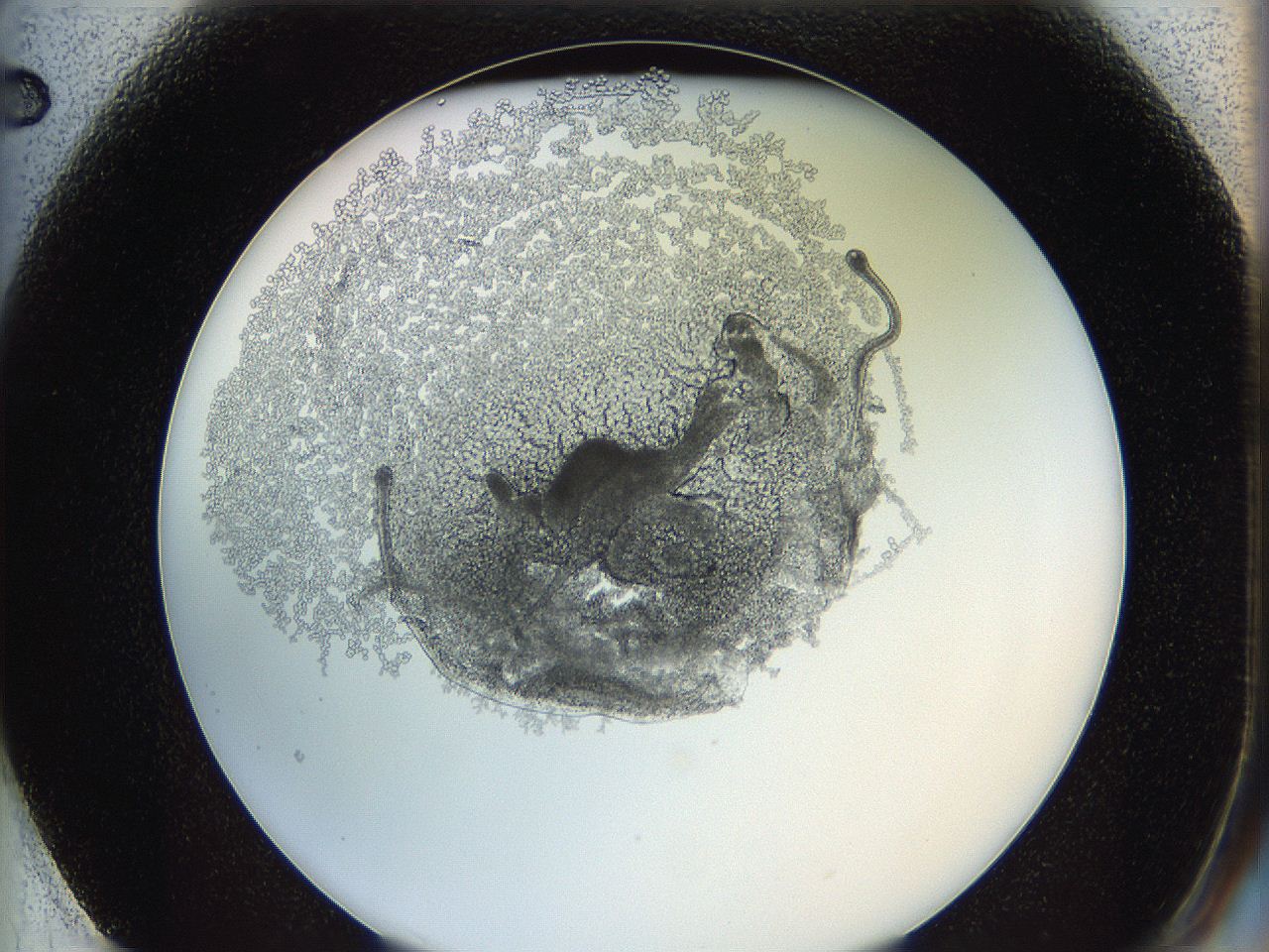 0624_F2_ImagerDefaults_5.jpg
