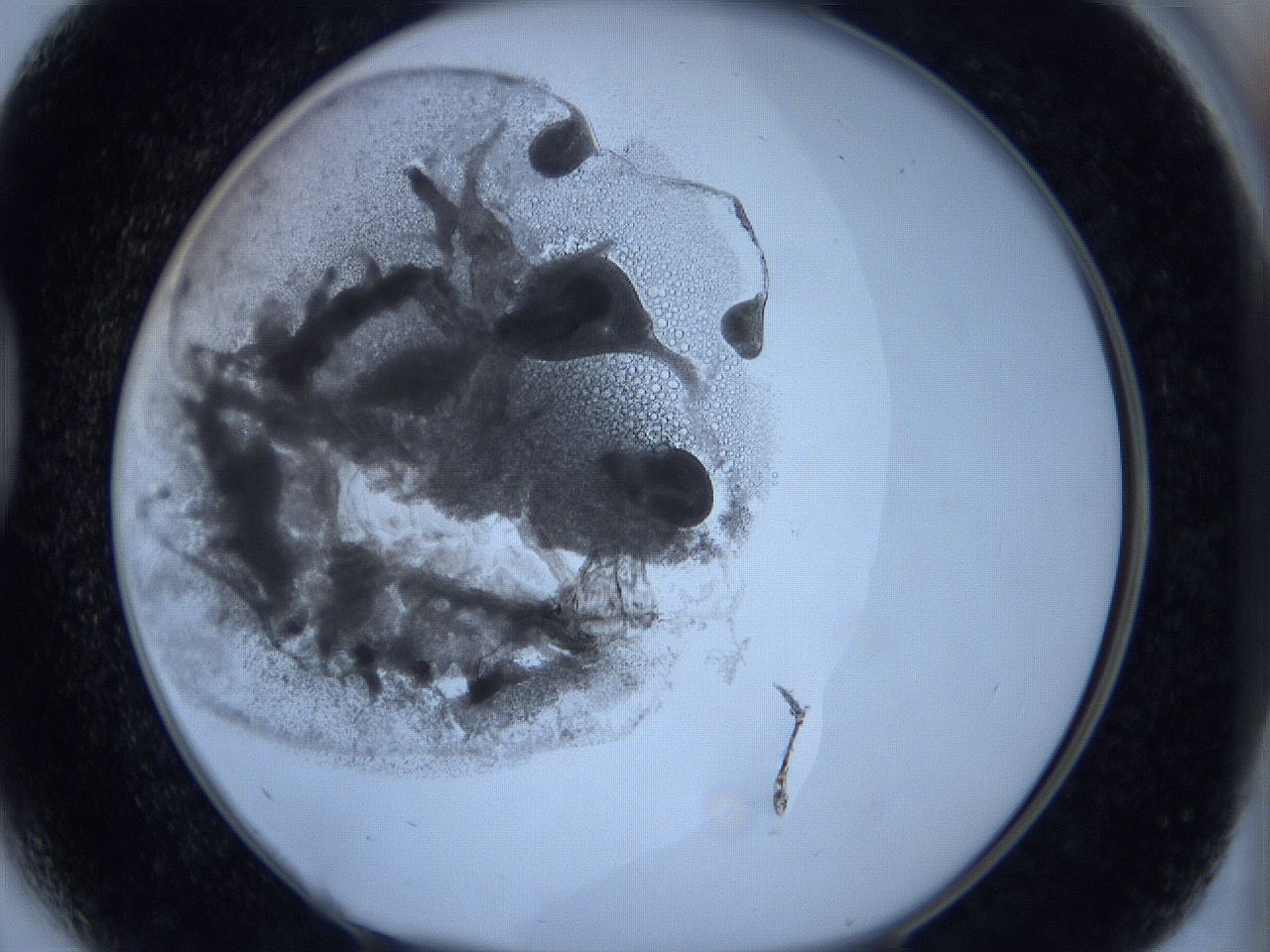 0627_D5_ImagerDefaults_3.jpg