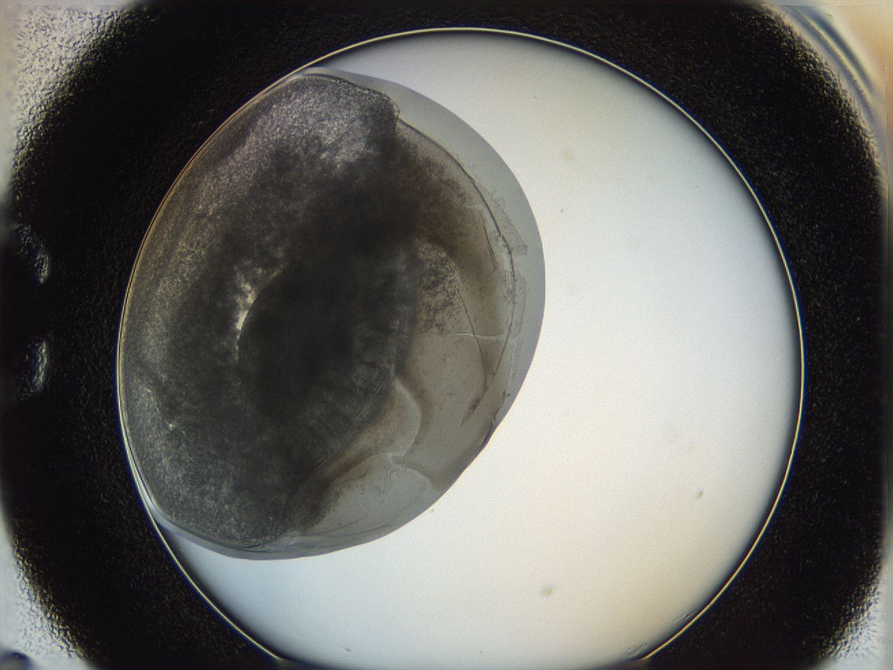 0628_C5_ImagerDefaults_3.jpg