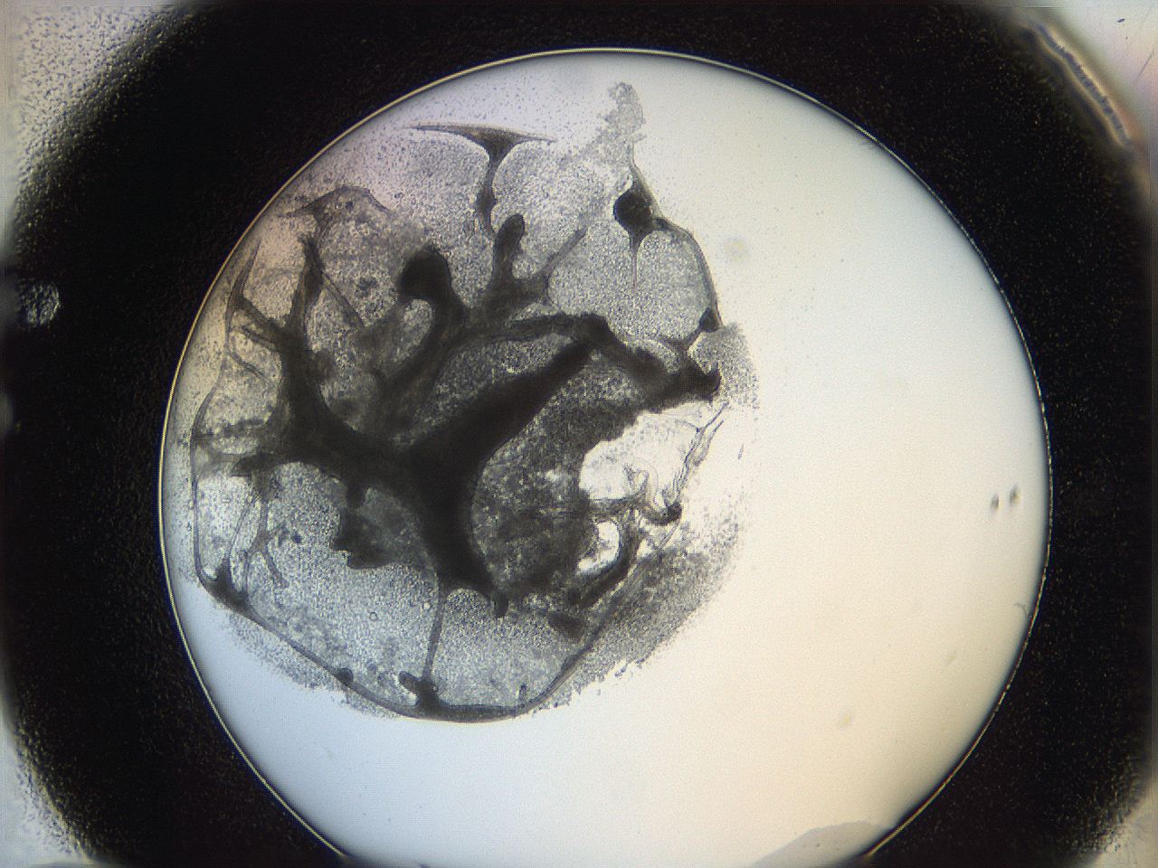 0628_F10_ImagerDefaults_3.jpg
