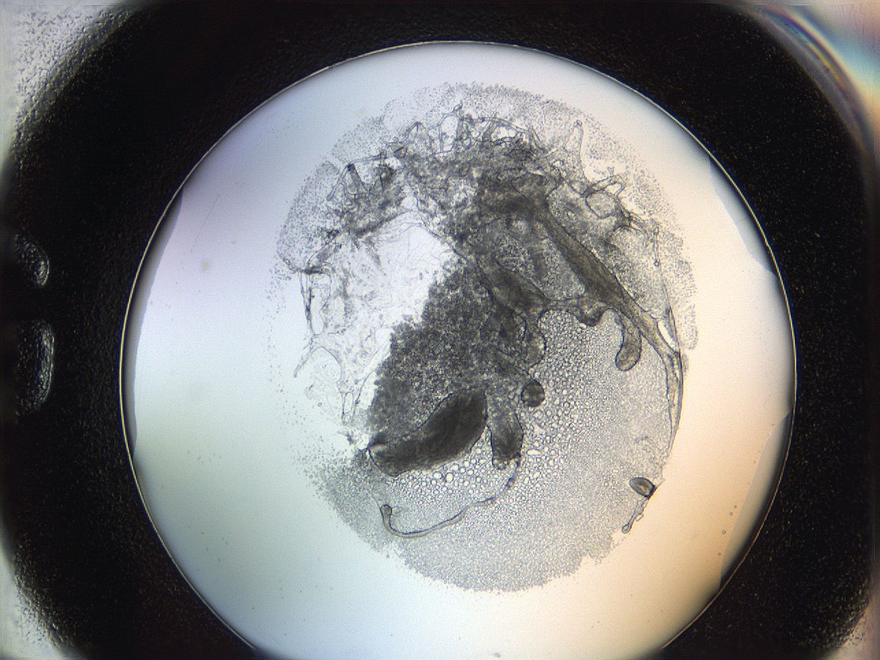 0628_G6_ImagerDefaults_3.jpg