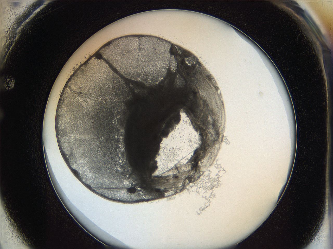 062a_F1_ImagerDefaults_4.jpg